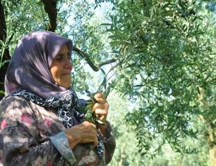 65-year-old villager cries over decision to cut olive groves for natural gas pipeline project