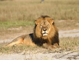 Killer of Cecil the lion should be extradited, Zimbabwe says