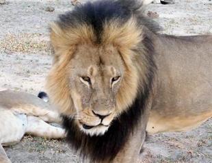 Another US hunter suspected of illegal Zimbabwe lion kill
