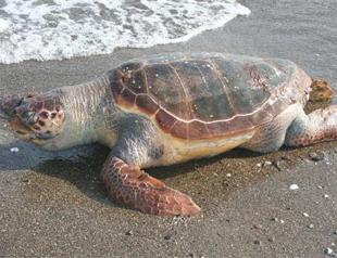Wounded caretta caretta found in Turkey’s south