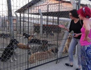 Activists protest negligence in death of stray dogs