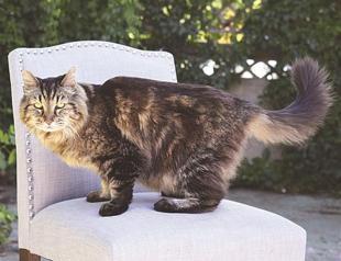 Oregon cat world’s oldest