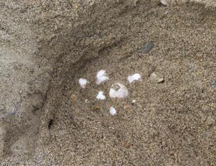Caretta caretta nesting ground revealed on Turkey’s Aegean beach