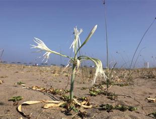 Youngsters protect sea daffodils in danger of extinction in Turkey’s south