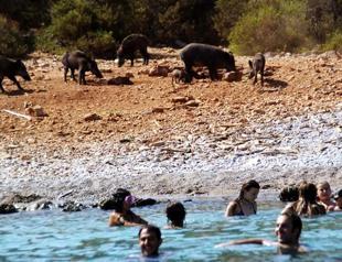Hungry pigs socialize with tourists on Turkey’s Aegean coast