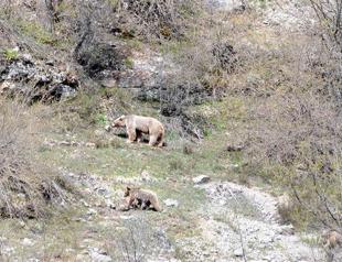 Turkey sets price on bear hunting at 10,000 liras each