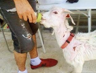Baby goat saved after rich owner abandoned it in Ankara construction site