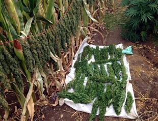 23,939 planted cannabis roots seized in southeastern Turkey