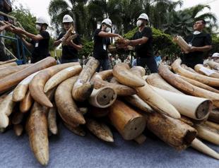 Thailand destroys ivory stockpile amid junta crackdown