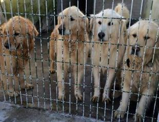‘Adopt a Golden’ rescues dogs from Turkey: Report