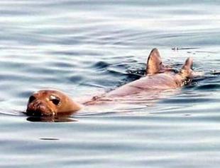 Monk seal wins tourists´ hearts in Bodrum