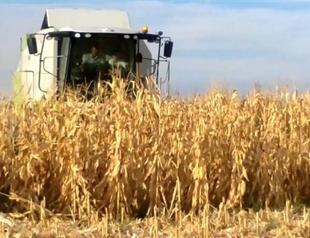 Turkish corn producers face big losses as board fails to set price
