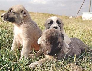 Demand on rise for Aksaray Malaklısı