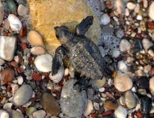 Protocol signed to protect caretta carettas in Mediterranean