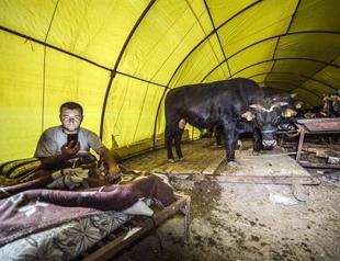 PKK attacks hike up livestock prices ahead of Eid