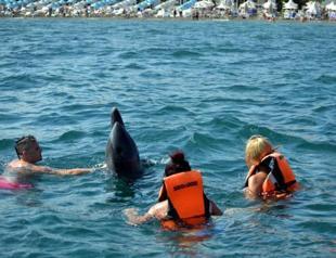 Dolphins surprise, play with tourists in Marmaris