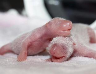 China displays latest set of panda twins