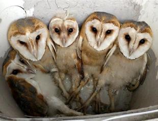 Owl chicks under protection in northern Turkey