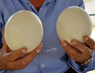 Ostrich egg remedy for greenhouses lures Turkish investors