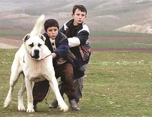 ‘Sivas’ named Turkey’s nominee for Oscars