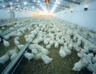 Bird flu speculations, terror attacks hit Turkey’s poultry exports