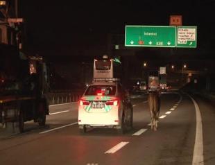 Bull runs for life, blocks highway to Istanbul for two hours