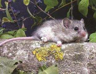 Turkish ministry takes action to protect endangered mice
