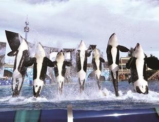 California commission approves SeaWorlds orca tank expansion