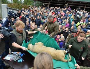Animal group criticizes Danish zoo for killing young lion