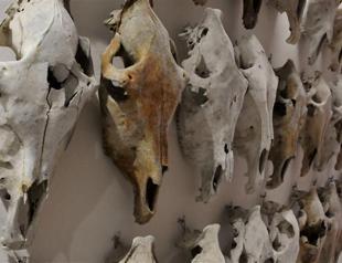 Animal fossils in Istanbul shedding light on history