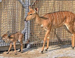 South African antelope born in İzmir
