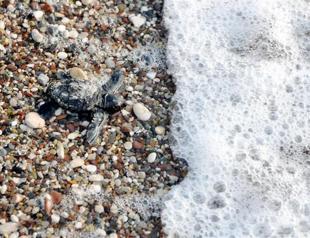 Baby caretta carettas begin journey to Mediterranean in southern Turkey