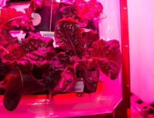 First bite of space-grown lettuce is awesome