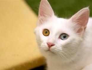 Demand rising for Van cats