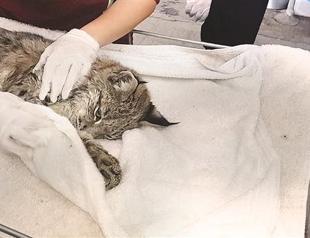 Endangered Caracal shot by hunters in Black Sea province