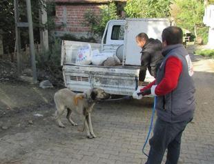Neighborhood quarantined after rabies detected in northern Turkey