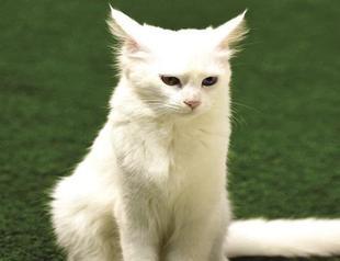 Number of multicolor-eyed Van cats rising under protection