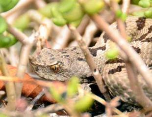 Cerastes snake found in the Küre Mountains