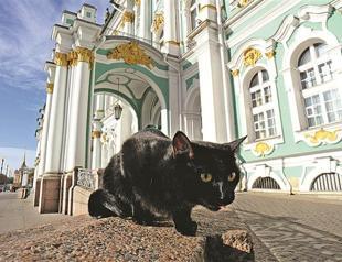 The nine lives of Russia’s Hermitage Museum cats
