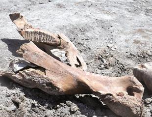 Ancient elephant found at site in Kahramanmaraş