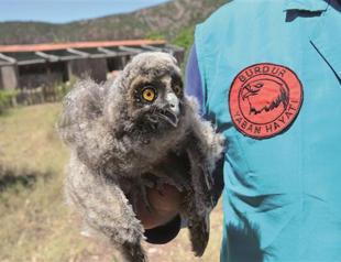 Wounded baby owl under protection