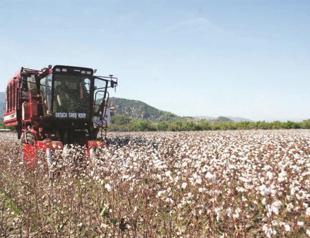 Turkey one of best cotton producers but production declining: Association