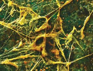 Joint exhibit at Beylerbeyi