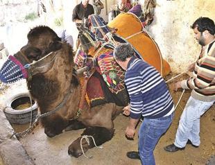 Wrestling camels get ready for new season in Bodrum