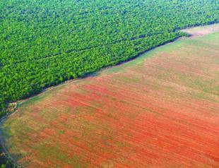 Destruction of Brazil’s Amazon forest jumps 16 pct in 2015 ahead of UN climate conference