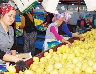 Syria to export 700,000 tons of citrus to Russia