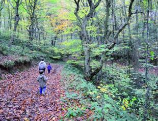 Ottomans’ favorite tree to be planted across northwest Turkey