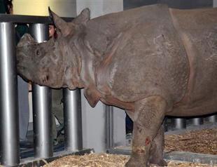 Turkeys first rhino arrives in Kocaeli after seven-hour travel