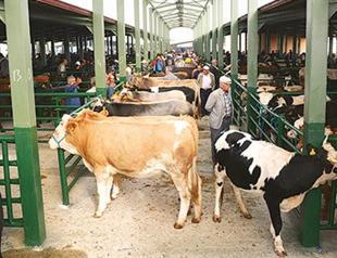 Turkey: 217 cases of foot-and-mouth disease detected