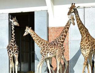 Giraffe Zarife alone no more